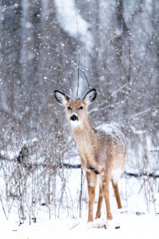 winter deer